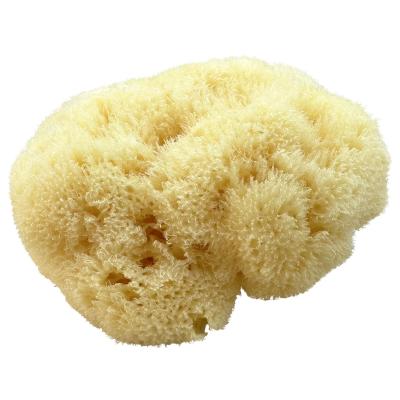 Kii-Baa Organic Silky Sea Sponge 10-12 cm Σφουγγάρια σώματος 1 τεμ