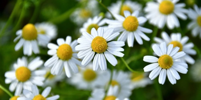 Χαμομήλι για λεύκανση μαλλιών