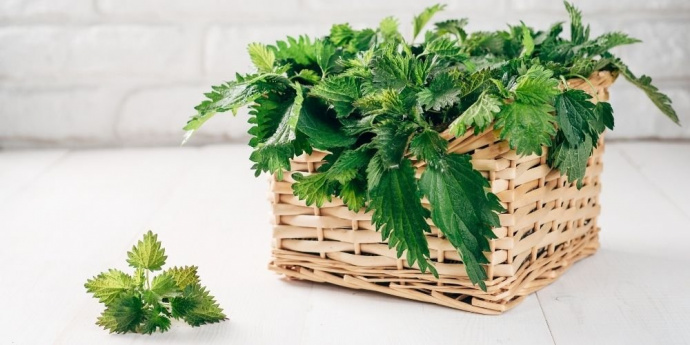 Τσουκνίδα για σκούρενση μαλλιών