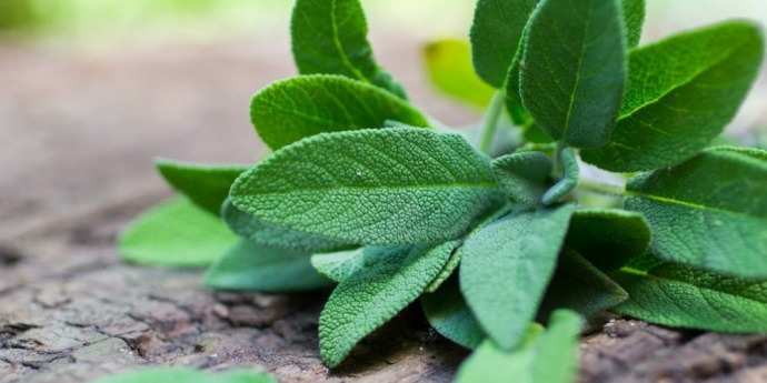 Σάλβια για σκούρενση μαλλιών